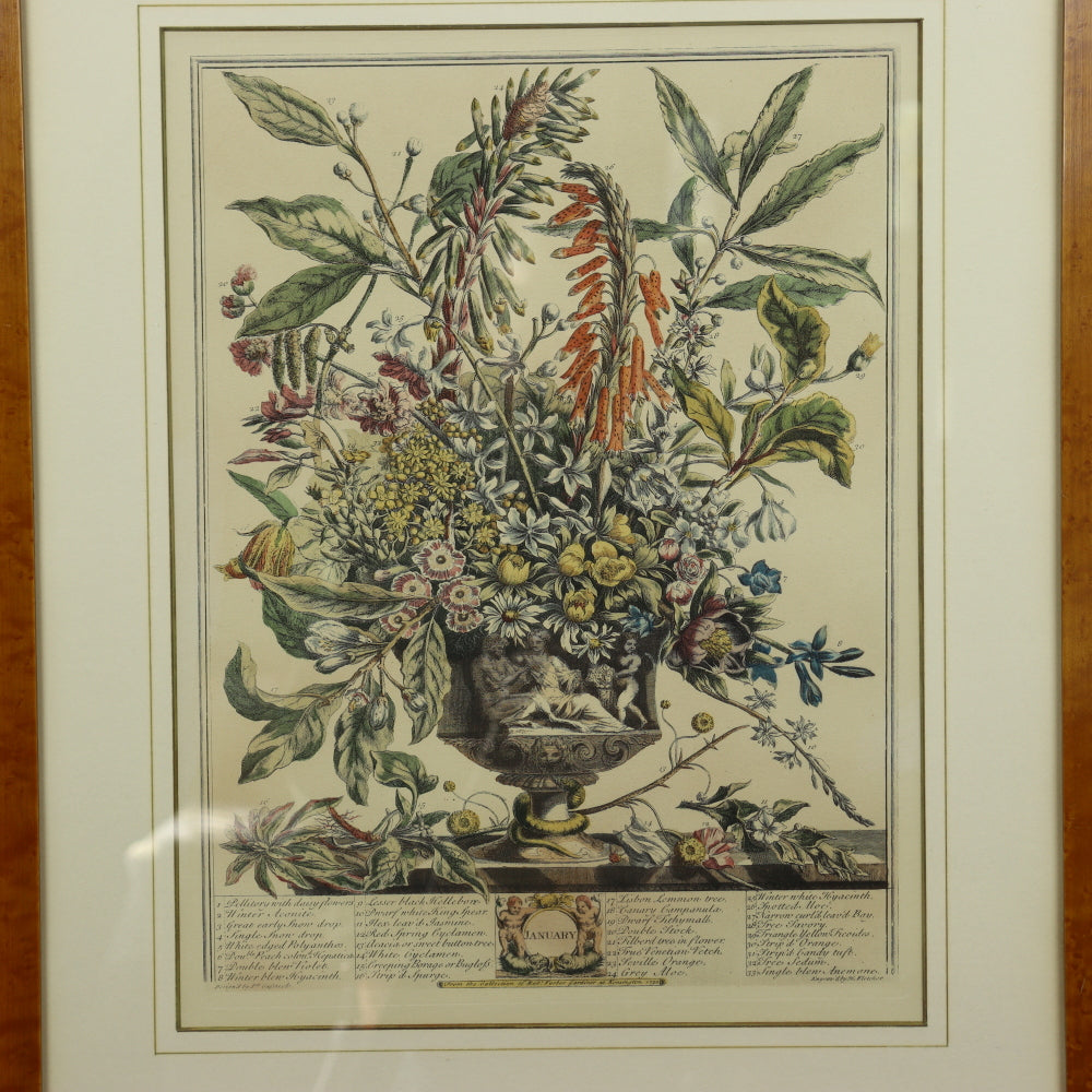 AW7-015: C 1730 Robert Furber - January Floral Calendar Hand Colored Etching - Engraved by H. Fletcher